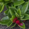  Baby sun rose (Aptênia Cordifolia)